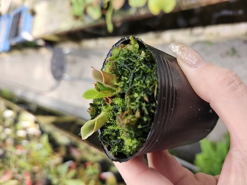 商品一覧 - Y's Exotics （山田食虫植物農園）