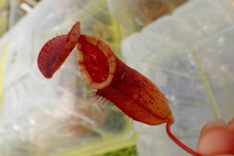 Nepenthes（ネペンテス/ウツボカズラ）の商品一覧 | Y's Exotics