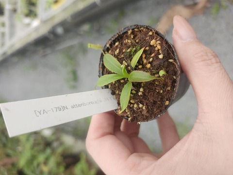 商品一覧 - Y's Exotics （山田食虫植物農園）