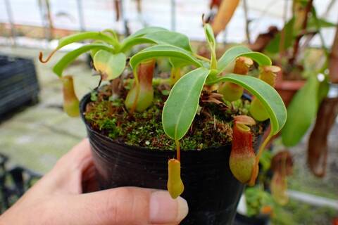 ペルー産　美麗ハチ　48mm ペルー産 美麗ハチ 48mm