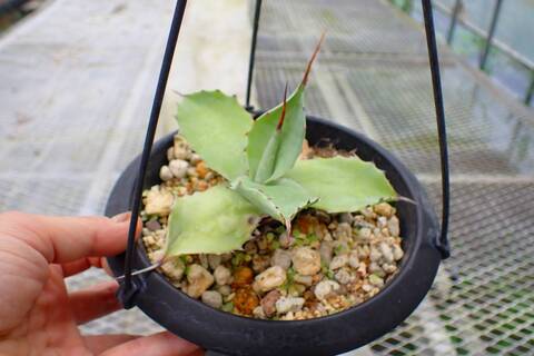 Y831 4-2 鯨魚舌頭 Agave ovatifolia