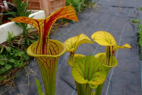 Sarracenia（サラセニア）の商品一覧 | Y's Exotics （山田食虫