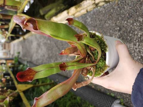 Heliamphora(ヘリアンフォラ)の商品一覧 | Y's Exotics (山田 Heliamphora(ヘリアンフォラ)の商品一覧 | Y's Exotics (山田