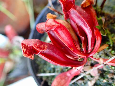 商品一覧 - Y's Exotics （山田食虫植物農園）