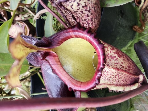 壺　実 商品一覧 - Y's Exotics （山田食虫植物農園）