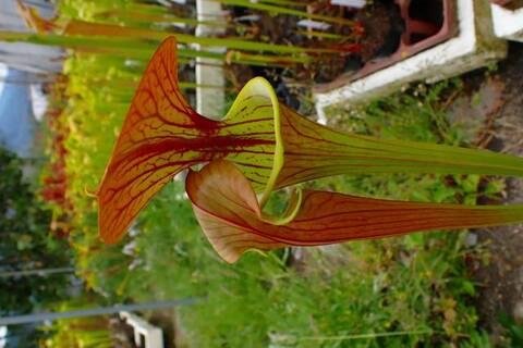 Sarracenia（サラセニア）の商品一覧 | Y's Exotics （山田食虫