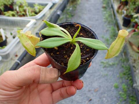 Y265 5-1 N. sumatrana Y's Lab