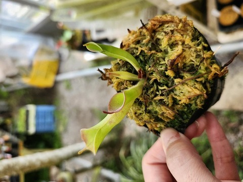 ヘリアンフォラ3点セット みょん ヘリアンフォラ3点セット みょん ヘリアンフォラ3点セット みょん