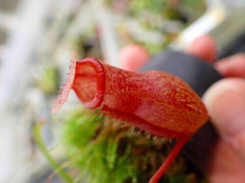 商品一覧 - Y's Exotics （山田食虫植物農園）