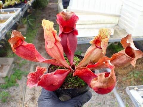 G756 4-1 S. purpurea ssp. venosa var. burkii BCP