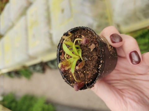 こ*！様 ウィリンキーボゴール　胞子撒き　特大　11/2 こ*！様 ウィリンキーボゴール 胞子撒き 特大 11/2 P.willnckii (from