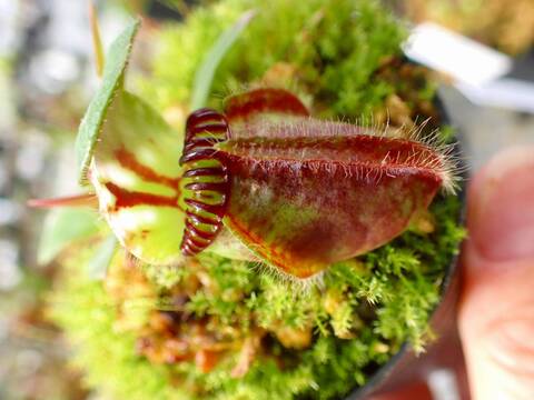 R385 1-1 Cephalotus follicularis black pitcher clone (Botanical Garden Liberec, 40 years in cultivation) David