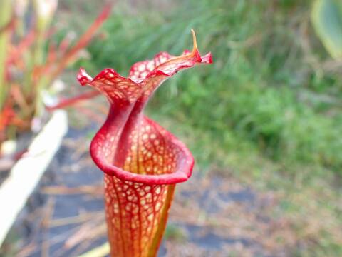 商品一覧 - Y's Exotics （山田食虫植物農園）