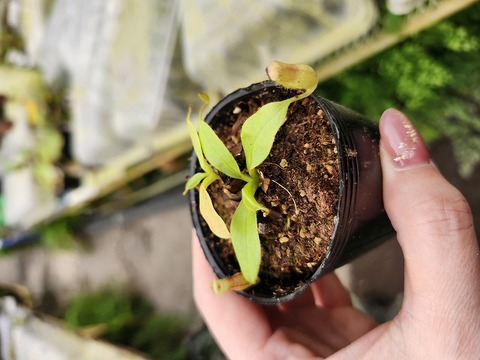 Y368 1-3 N. rajah JH Y's Lab