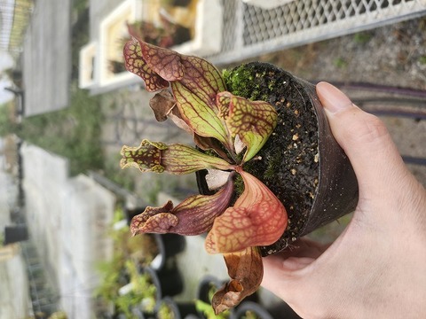 Y's Exotics （山田食虫植物農園）