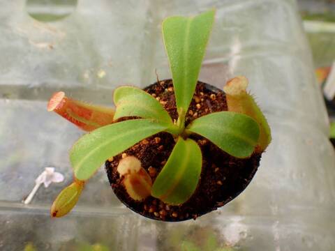 商品一覧 - Y's Exotics （山田食虫植物農園）