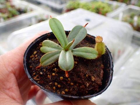 商品一覧 - Y's Exotics （山田食虫植物農園）