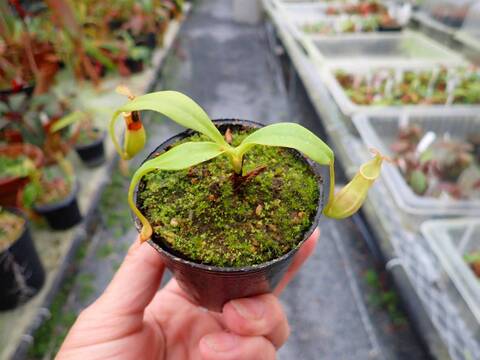 商品一覧 - Y's Exotics （山田食虫植物農園）