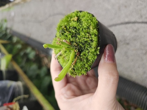 Heliamphora（ヘリアンフォラ）の商品一覧 | Y's Exotics （山田