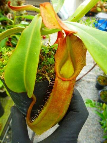 Nepenthes（ネペンテス/ウツボカズラ）の商品一覧 | Y's Exotics （山田食虫植物農園）