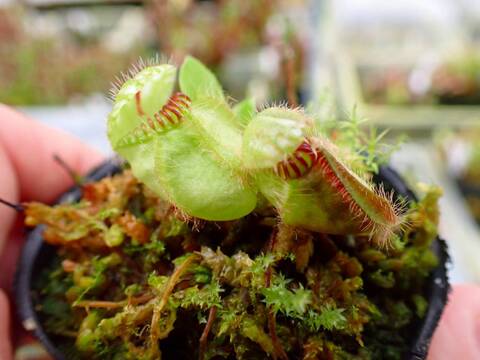 その他観葉植物 Cephalotus follicularis Garman Giant C.C Cephalotus follicularis German Giant C.C - メルカリ