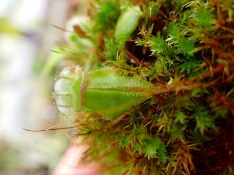 商品一覧 - Y's Exotics （山田食虫植物農園）