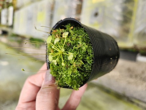 激レアパピリオナンテ コレクターズスペシャル(2018/11/23更新) – Air Plant Hub