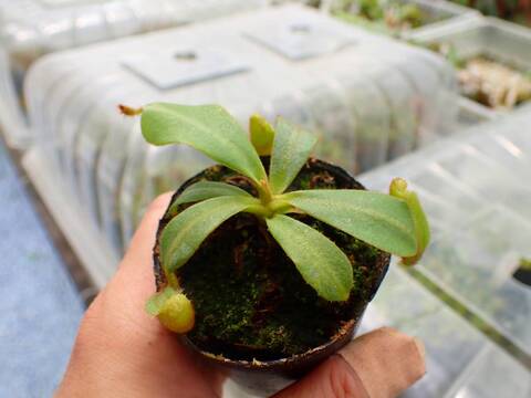 商品一覧 - Y's Exotics （山田食虫植物農園）