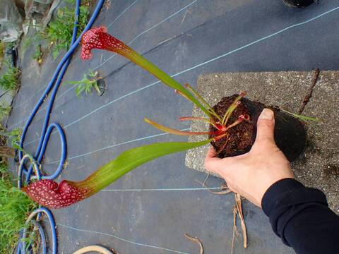 Y's Exotics （山田食虫植物農園）