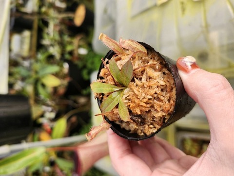 商品一覧 - Y's Exotics （山田食虫植物農園）