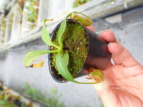 R452 5-1 N. bicalcarata Y's Lab