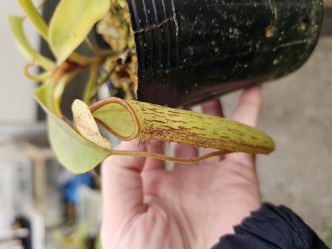 商品一覧 - Y's Exotics （山田食虫植物農園）