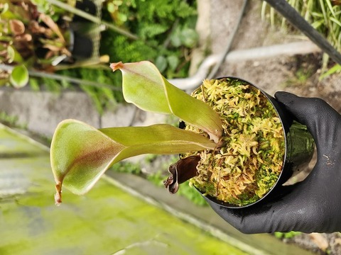 ヘリアンフォラ　Heliamphora 交配種 食虫植物】ヘリアンフォラ・ミノール＆交配種：Heliamphora