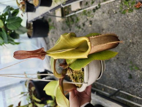 ながいながいながい様 T.chapeuensis 商品一覧 - Y's Exotics （山田食虫植物農園）