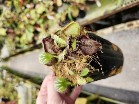 商品一覧 - Y's Exotics （山田食虫植物農園）