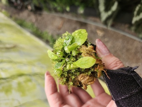 Cephalotus follicularis （フクロノユキノシタ）の商品一覧 | Y's