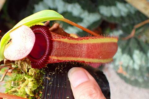 Nepenthes（ネペンテス/ウツボカズラ）の商品一覧 | Y's Exotics