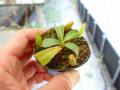 R443 5-1 [YA-10] N. veitchii Bario (very big pitcher) x veitchii Bario (stripe peristome) Y's Lab
