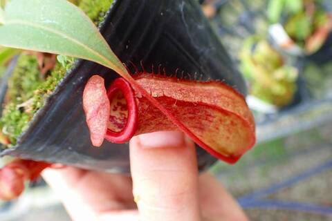 teatネペン Nepenthes（ネペンテス/ウツボカズラ）の商品一覧 | Y's Exotics