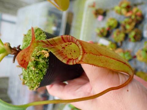 P355 5-1 N. (bicalcarata x campanulata) x lowii #NNN