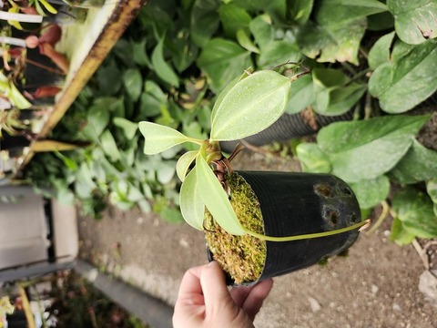 P727 1-4 N. spec. harauensis seedgrown CK 
