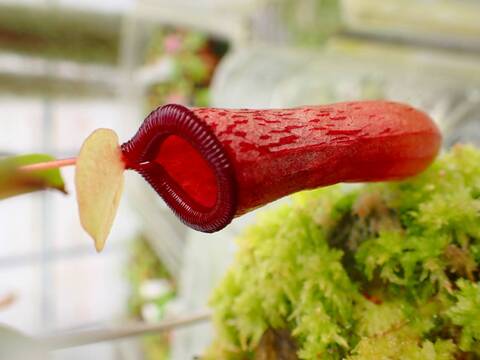 商品一覧 - Y's Exotics （山田食虫植物農園）