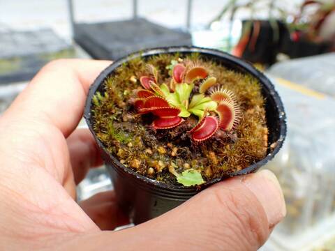 J145 5-1 Dionaea muscipula `姫' カクタス長田