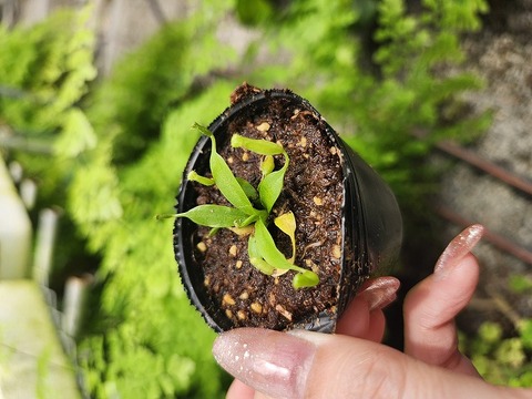Nepenthes（ネペンテス/ウツボカズラ）の商品一覧 | Y's Exotics