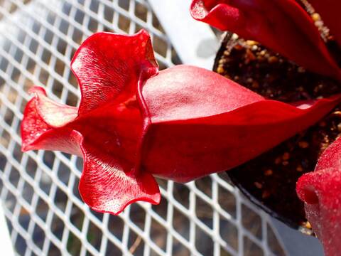 商品一覧 - Y's Exotics （山田食虫植物農園）