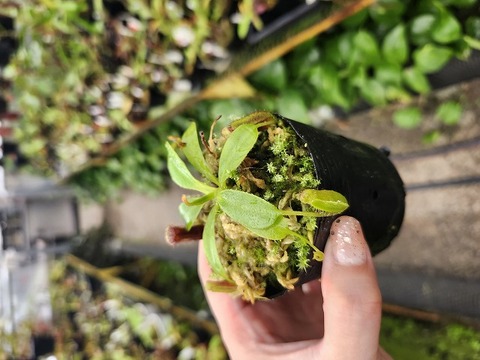 商品一覧 - Y's Exotics （山田食虫植物農園）