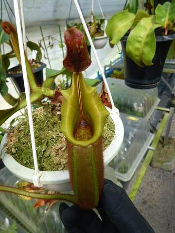 Nepenthes（ネペンテス/ウツボカズラ）の商品一覧 | Y's Exotics （山田食虫植物農園）