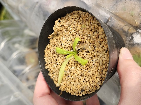 商品一覧 - Y's Exotics （山田食虫植物農園）