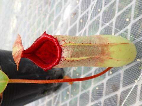 ゆうゆうネペンテス・ミランダ Nepenthes（ネペンテス/ウツボカズラ）の商品一覧 | Y's Exotics