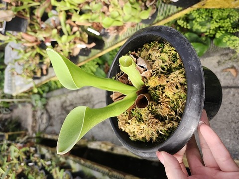 Heliamphora Species（ヘリアンフォラ原種）の商品一覧 | Y's Exotics